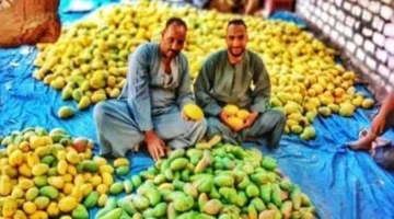 أسعار الفاكهة في بورسعيد تتغير اليوم الخميس 27 نوفمبر